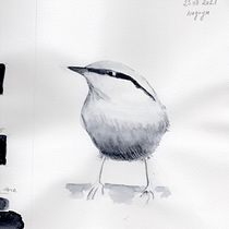 My project in Artistic Watercolor Techniques for Illustrating Birds course. Traditional illustration, Watercolor Painting, Realistic Drawing, and Naturalistic Illustration project by parlak_filiz - 08.31.2021