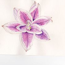 My project in Botanical Illustration with Watercolors course. Ilustração tradicional, Artes plásticas, Pintura, Desenho, Pintura em aquarela e Ilustração botânica projeto de parlak_filiz - 31.08.2021
