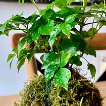 Mi Proyecto del curso: Kokedamas: crea macetas naturales de musgo. Arts, Crafts, Interior Design, L, scape Architecture, Decoration, DIY, Floral, and Plant Design project by Ramon Rue Sanchez - 05.31.2021