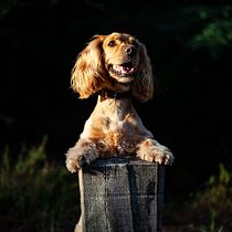 Mon projet du cours : Introduction à la photographie de chiens. Un projet de Photographie, Photographie de portrait, Photographie de studio, Photographie documentaire, Photographie lifest, le , et Photographie intérieure de Amandine Cavadore - 31.08.2021