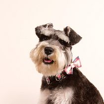 Mi Proyecto del curso: Introducción a la fotografía de perros. Un projet de Photographie, Photographie de portrait, Photographie de studio, Photographie documentaire, Photographie lifest, le , et Photographie intérieure de Mariana Pujol Urcola - 28.08.2021