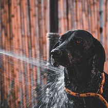 @reveladogs fotografía Animal. Un projet de Photographie, Photographie de portrait, Photographie pour Instagram, Photographie documentaire, Photographie lifest , et le de noest18 - 24.08.2021