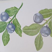 My project in Botanical Illustration with Watercolors course. Ilustração tradicional, Artes plásticas, Pintura, Desenho, Pintura em aquarela e Ilustração botânica projeto de alanna_askew - 26.08.2021