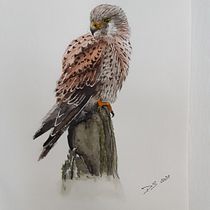 Il mio progetto del corso: Acquerello artistico per illustrazione di animali: gli uccelli. Traditional illustration, Watercolor Painting, Realistic Drawing, and Naturalistic Illustration project by dagmar_schaegg - 09.03.2021