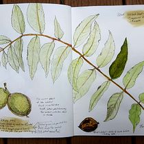 My project in Botanical Watercolor Sketchbook course. Projekt z dziedziny Trad, c, jna ilustracja, Malowanie akwarelą, R, sunek botaniczn i Sketchbook użytkownika Nancy Einfeld - 04.09.2021