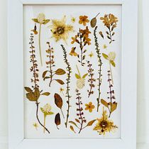 Mon projet du cours : Techniques de base pour le pressage de plantes. Arts, Crafts, Fine Arts, Collage, DIY, Floral, and Plant Design project by bellinda - 09.06.2021
