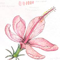Mi Proyecto del curso: Cuaderno botánico en acuarela. Projekt z dziedziny Trad, c, jna ilustracja, Malowanie akwarelą, R, sunek botaniczn i Sketchbook użytkownika Noemí Jiménez - 05.09.2021