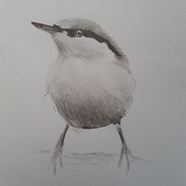 My project in Artistic Watercolor Techniques for Illustrating Birds course. Traditional illustration, Watercolor Painting, Realistic Drawing, and Naturalistic Illustration project by Marie Edwards - 09.11.2021