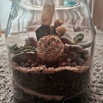 My first terrarium  . Interior Design, L, scape Architecture, Decoration, DIY, Floral, and Plant Design project by adriana.cocic - 09.11.2021