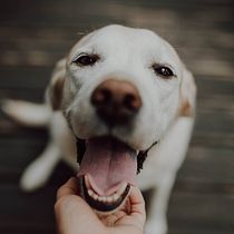 My project in Lifestyle Dog Photography course. Un projet de Photographie, Photographie de portrait, Photographie pour Instagram, Photographie documentaire, Photographie lifest , et le de Anna Bielova - 08.09.2021