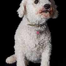 Mi Proyecto del curso: Introducción a la fotografía de perros. Un projet de Photographie, Photographie de portrait, Photographie de studio, Photographie documentaire, Photographie lifest, le , et Photographie intérieure de Francisco de Borja Torres Sánchez - 11.09.2021
