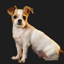Mi Proyecto del curso: Introducción a la fotografía de perros. Un projet de Photographie, Photographie de portrait, Photographie de studio, Photographie documentaire, Photographie lifest, le , et Photographie intérieure de JJ Morales - 13.09.2021