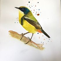 Mi Proyecto del curso: Acuarela artística para ilustración de aves. Traditional illustration, Watercolor Painting, Realistic Drawing, and Naturalistic Illustration project by tolozaromy - 09.11.2021