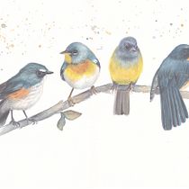 My project in Artistic Watercolor Techniques for Illustrating Birds course. Traditional illustration, Watercolor Painting, Realistic Drawing, and Naturalistic Illustration project by Viktoria Zhulego - 09.14.2021