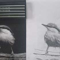 My project in Artistic Watercolor Techniques for Illustrating Birds course. Traditional illustration, Watercolor Painting, Realistic Drawing, and Naturalistic Illustration project by Michelle MacFadyen - 09.15.2021
