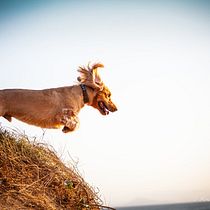 Mon projet du cours : Photographie lifestyle de chiens. Un projet de Photographie, Photographie de portrait, Photographie pour Instagram, Photographie documentaire, Photographie lifest , et le de Amandine Cavadore - 15.09.2021