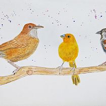 My projects for the "Artistic Watercolor Techniques for Illustrating Birds" course. Traditional illustration, Watercolor Painting, Realistic Drawing, and Naturalistic Illustration project by Erika Piffer - 09.15.2021