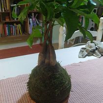 Mi Proyecto del curso: Kokedamas: crea macetas naturales de musgo. Arts, Crafts, Interior Design, L, scape Architecture, Decoration, DIY, Floral, and Plant Design project by emadrid56 - 12.07.2021