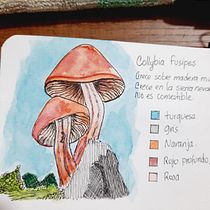 Mi Proyecto del curso: Cuaderno botánico en acuarela. Projekt z dziedziny Trad, c, jna ilustracja, Malowanie akwarelą, R, sunek botaniczn i Sketchbook użytkownika Lina Maria Muñoz Torres - 18.09.2021