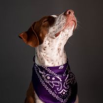 Mi Proyecto del curso: Introducción a la fotografía de perros. Un projet de Photographie, Photographie de portrait, Photographie de studio, Photographie documentaire, Photographie lifest, le , et Photographie intérieure de MARIA PAZ MIÑO - 19.09.2021