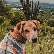 Mi Proyecto del curso: Fotografía lifestyle de perros. Un projet de Photographie, Photographie de portrait, Photographie pour Instagram, Photographie documentaire, Photographie lifest , et le de nelsyramirezc2 - 20.09.2021