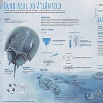 Meu projeto do curso: Crie um infográfico que fará história. Gestão de design, Design de informação, Pós-produção fotográfica, Escultura, Infografia, Desenho a lápis, e Desenho projeto de Amanda Moreira Marques da Silva - 22.09.2021