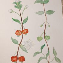 Meu projeto do curso: Aquarela botânica: ilustre a anatomia das flores. Un progetto di Illustrazione tradizionale, Belle arti, Pittura, Disegno, Pittura ad acquerello e Illustrazione botanica di Camilla Waltrick - 22.09.2021