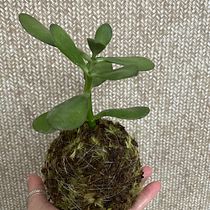 Meu projeto do curso: Kokedama: crie vasos naturais de musgo. Arts, Crafts, Interior Design, L, scape Architecture, Decoration, DIY, Floral, and Plant Design project by Ana Klícia Carneiro Arruda - 09.25.2021