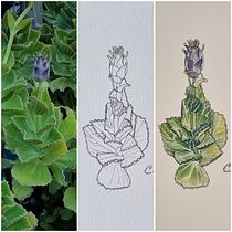 Mon projet du cours : Carnet de croquis botanique : une approche méditative. Ilustração tradicional, Esboçado, Desenho, Pintura em aquarela, Ilustração botânica, e Sketchbook projeto de cwantz - 26.09.2021