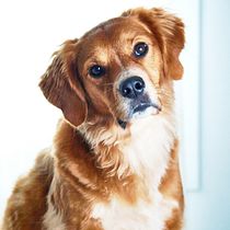Mi Proyecto del curso: Introducción a la fotografía de perros. Un projet de Photographie, Photographie de portrait, Photographie de studio, Photographie documentaire, Photographie lifest, le , et Photographie intérieure de Cheshire Doll - 28.09.2021
