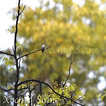 Aleteo de colibrí . Writing, Cop, writing, Content Marketing, Communication, and Narrative project by Xóchitl A. Slane - 07.28.2021