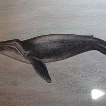 Meu projeto do curso: Técnicas de ilustração naturalista: baleias em aquarela. Un progetto di Illustrazione tradizionale, Design di poster , Illustrazione digitale e Manga di Elena Ataíde - 02.10.2021