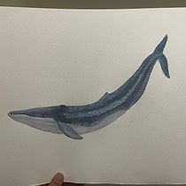 Mi Proyecto del curso: Técnicas de ilustración naturalista: ballenas en acuarela. Un progetto di Illustrazione tradizionale, Design di poster , Illustrazione digitale e Manga di Johana RomEro Rodriguez - 03.10.2021