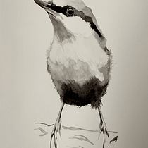 My project in Artistic Watercolor Techniques for Illustrating Birds course. Traditional illustration, Watercolor Painting, Realistic Drawing, and Naturalistic Illustration project by Sammy Ashby - 10.02.2021