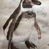 My project in Expressive Animal Portraits in Watercolor course: Cotswold Wildlife Park Series - Penguin. Un projet de Illustration traditionnelle, Aquarelle, Dessin réaliste et Illustration naturaliste de Sharon Brookes - 02.10.2021