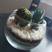 Mi Proyecto del curso: Arte vegetal: crea tu propio terrario abierto. Interior Design, L, scape Architecture, Decoration, DIY, Floral, and Plant Design project by rodriguez.javier.1007 - 10.04.2021