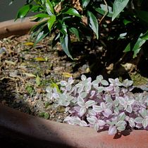 My project in Beginner’s Photography: Basic Camera Use and Theory course. Photographic Composition, Photograph, and Digital Photograph project by shan_thow - 10.06.2021