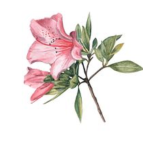 Mi Proyecto del curso: Ilustración botánica con acuarela Azaleia. Ilustração tradicional, Artes plásticas, Pintura, Desenho, Pintura em aquarela e Ilustração botânica projeto de Maria Lopez Zuloaga - 03.10.2021