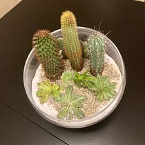 Mi Proyecto del curso: Arte vegetal: crea tu propio terrario abierto. Interior Design, L, scape Architecture, Decoration, DIY, Floral, and Plant Design project by andimador - 10.07.2021