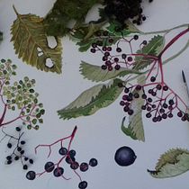 My project in Botanical Illustration with Watercolors course. Ilustração tradicional, Artes plásticas, Pintura, Desenho, Pintura em aquarela e Ilustração botânica projeto de Lubica Balunova - 08.10.2021
