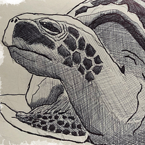 Marine turtle. Traditional illustration, Sketching, Creativit, Drawing, and Sketchbook project by Bruno Fernandes - 09.30.2021