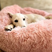 Il mio progetto del corso: Fotografia lifestyle di cani. Un projet de Photographie, Photographie de portrait, Photographie pour Instagram, Photographie documentaire, Photographie lifest , et le de arianna_ferrigno - 09.10.2021