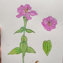 Mi Proyecto del curso: Cuaderno botánico en acuarela. Projekt z dziedziny Trad, c, jna ilustracja, Malowanie akwarelą, R, sunek botaniczn i Sketchbook użytkownika Ana Lizbet Quiroz Guevara - 09.10.2021