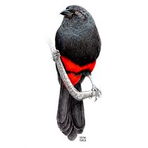 Mi Proyecto del curso: Ilustración naturalista de aves con acuarela. Traditional illustration, Watercolor Painting, Realistic Drawing, and Naturalistic Illustration project by Ana Cristina Pareja Galeano - 10.09.2021