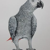 My project in Naturalist Bird Illustration with Watercolors course. Projekt z dziedziny Trad, c, jna ilustracja, Malowanie akwarelą, R, sunek realist, czn, Ilustracja naturalist i czna użytkownika Olha Dembytska - 08.10.2021