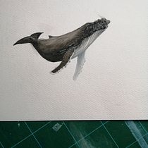 My project in Naturalist Illustration Techniques: Whales in Watercolor course. Un progetto di Illustrazione tradizionale di Caroline Finn - 28.09.2021
