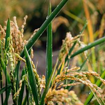 Arroz. Photograph, Outdoor Photograph, Instagram Photograph, Documentar, Photograph, and Photographic Composition project by Ricardo Lopez - 10.13.2021