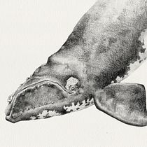 Ballena Franca Austral - Estudios en acuarela y grafito Ein Projekt aus dem Bereich Traditionelle Illustration, Malerei, Aquarellmalerei, Bleistiftzeichnung, Zeichnung, Artistische Zeichnung und Naturalistische Illustration von Antonia Reyes Montealegre - 14.10.2021