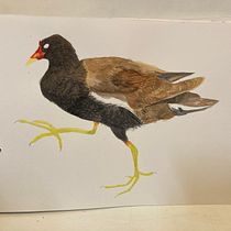 My project in Naturalist Bird Illustration with Watercolors course. Projekt z dziedziny Trad, c, jna ilustracja, Malowanie akwarelą, R, sunek realist, czn, Ilustracja naturalist i czna użytkownika Gorina Maria - 17.10.2021