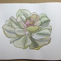 Mi Proyecto del curso: Sketchbook botánico: una aproximación meditativa. Ilustração tradicional, Esboçado, Desenho, Sketchbook, Pintura em aquarela e Ilustração botânica projeto de Julie Million - 19.10.2021